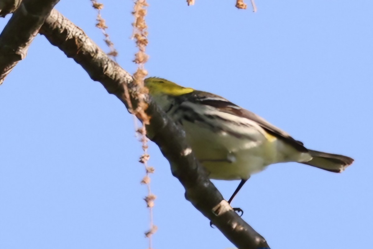 Black-throated Green Warbler - ML619054023