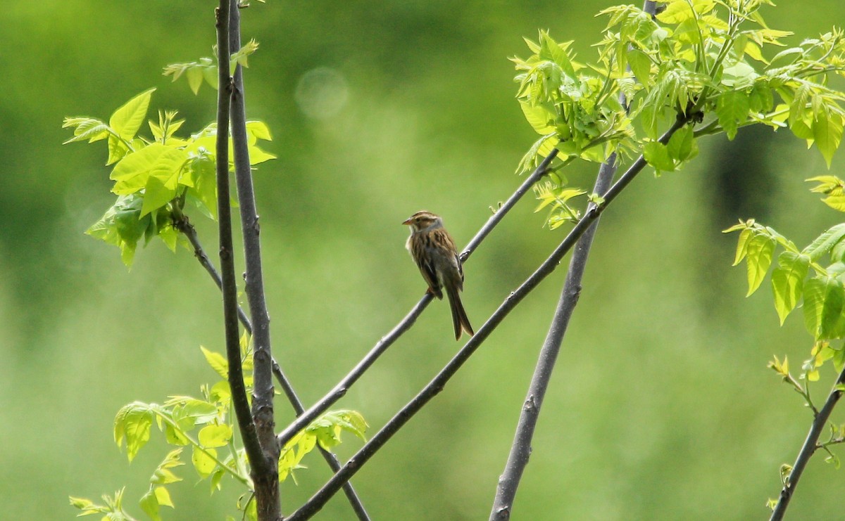 Clay-colored Sparrow - Mike Cook