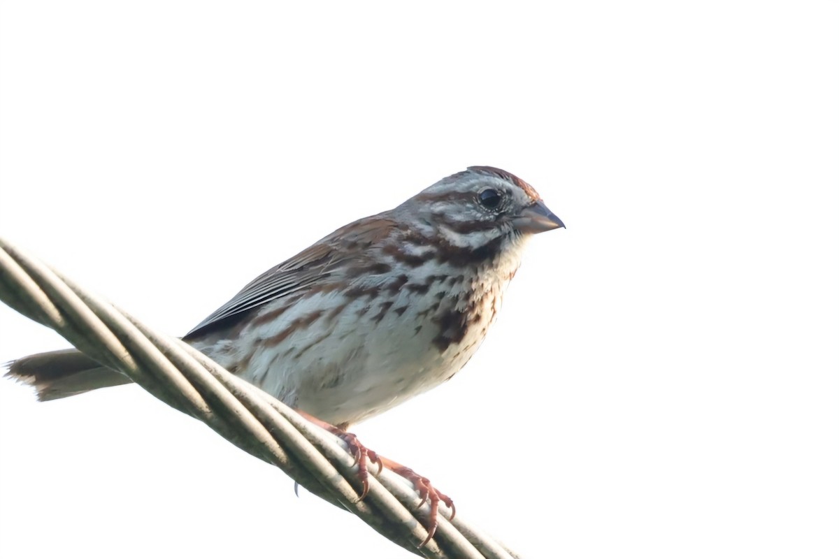 Song Sparrow - David Funke