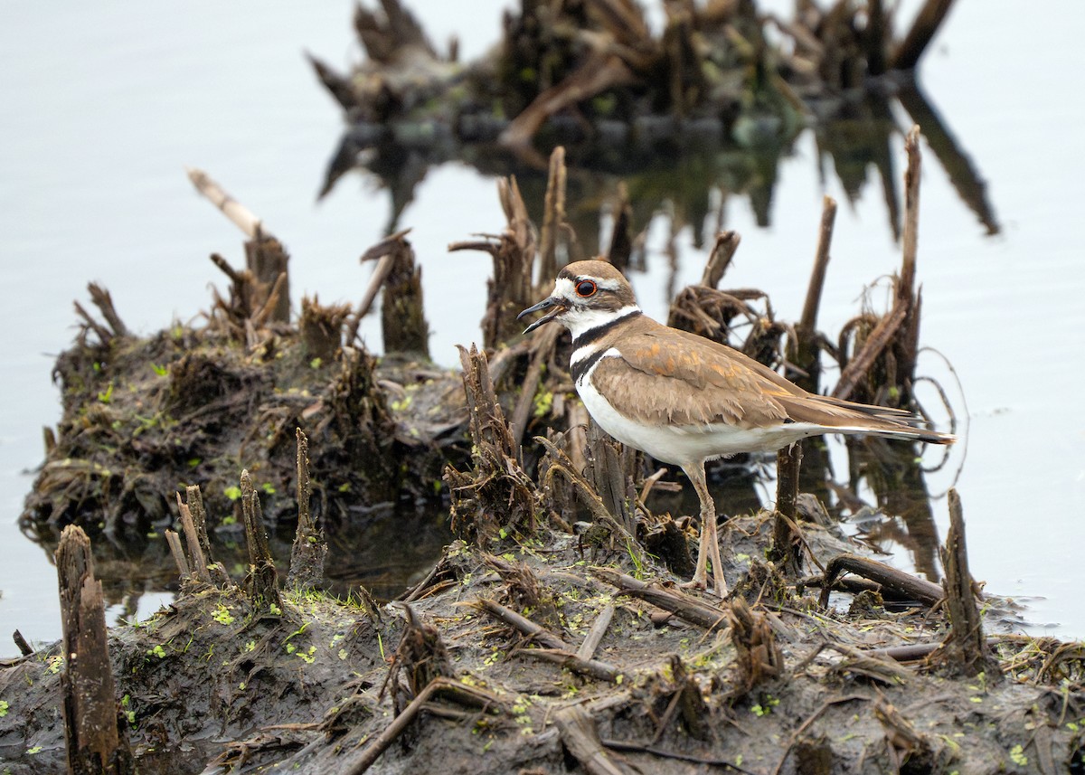 Killdeer - Dori Eldridge