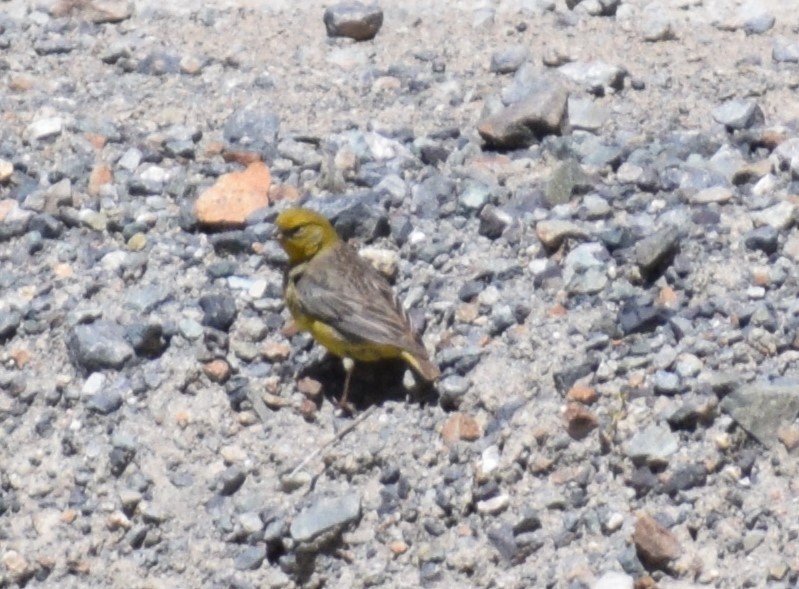 Bright-rumped Yellow-Finch - Monica Paredes Mejia