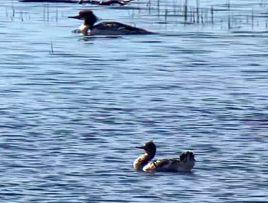 Red-breasted Merganser - Paul Hardy