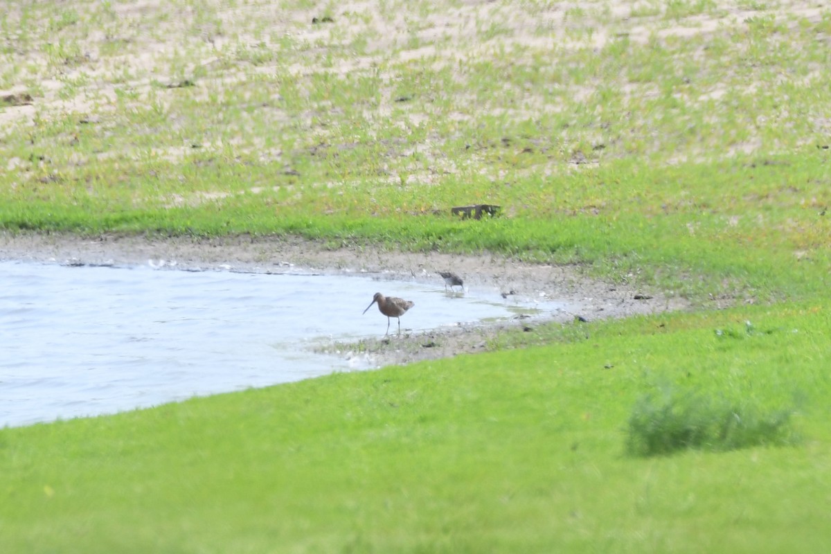 Long-billed Dowitcher - ML619054073