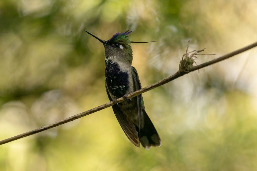 kolibřík paraguayský - ML619054077