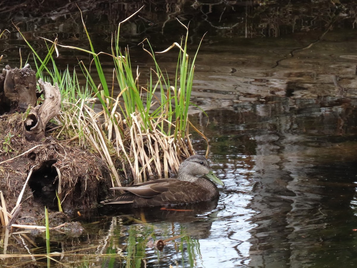 American Black Duck - ML619054079