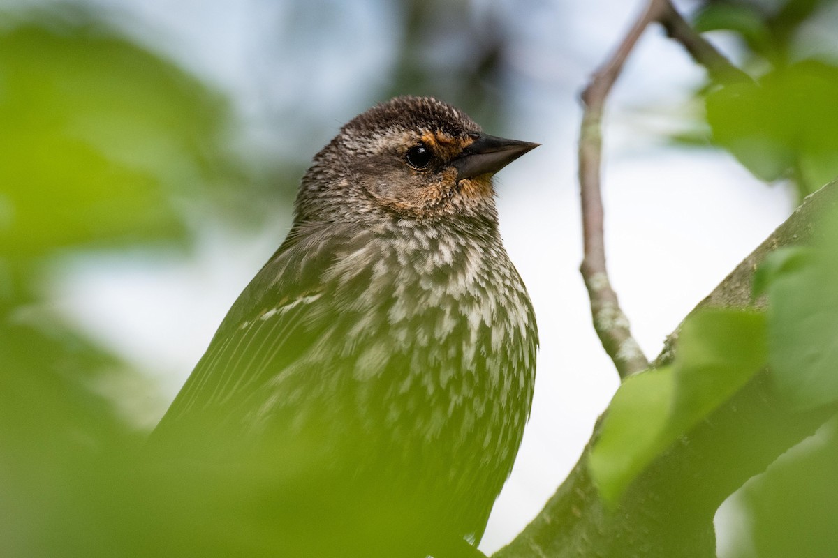 Red-winged Blackbird - Luc Girard