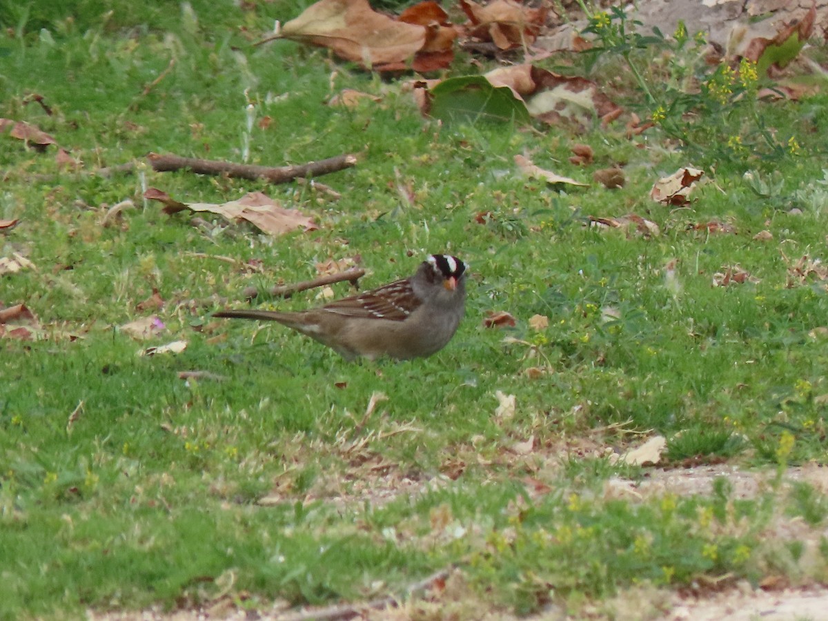 White-crowned Sparrow - ML619054127