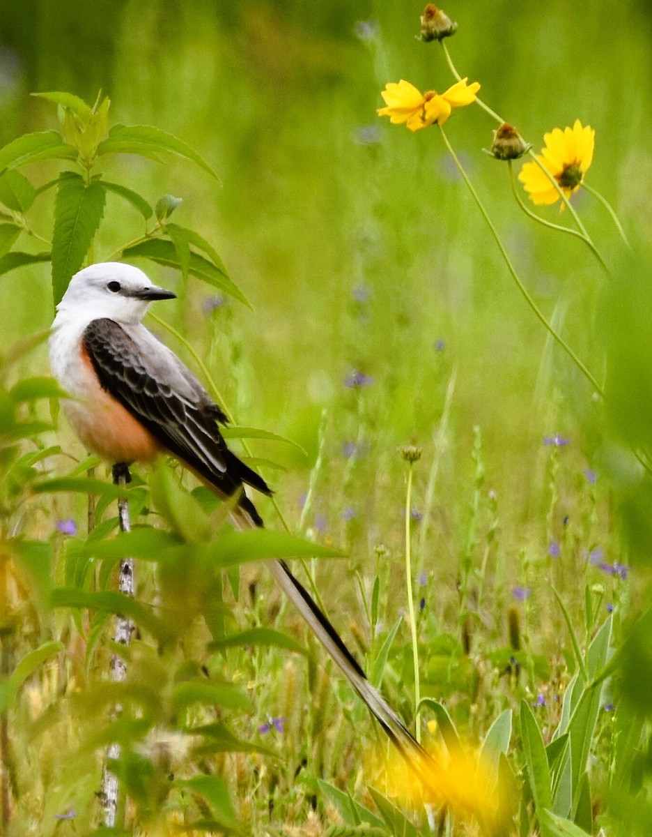 Scissor-tailed Flycatcher - ML619054131