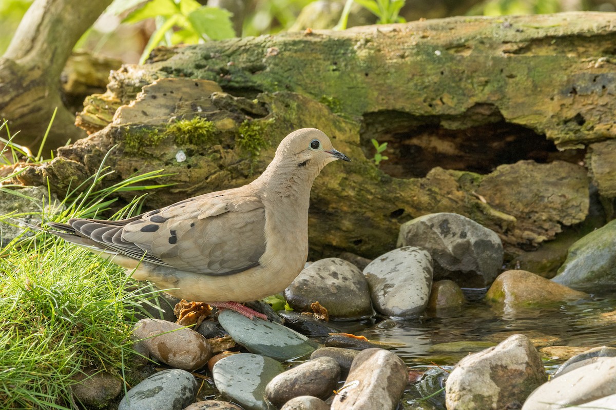 Mourning Dove - Ric mcarthur