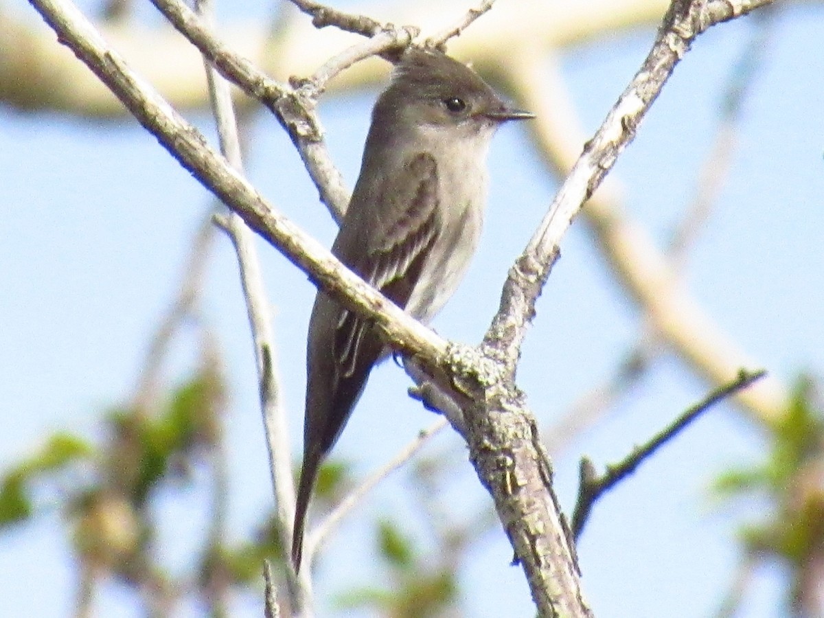 Western Wood-Pewee - Lance Rath