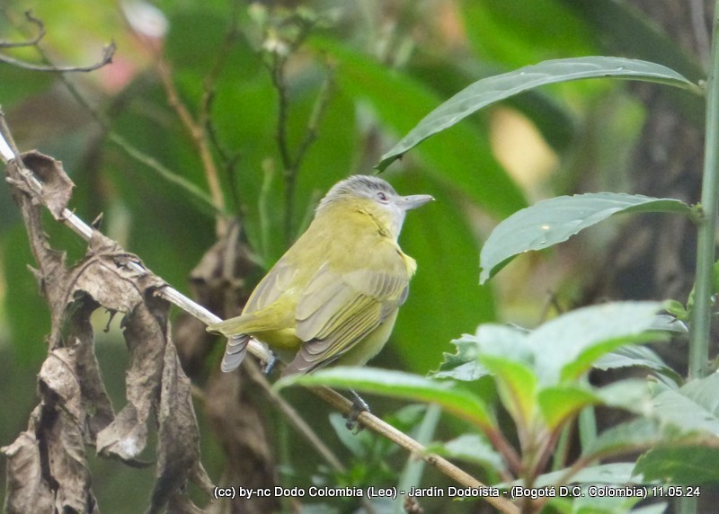 Vireo Verdiamarillo - ML619054145