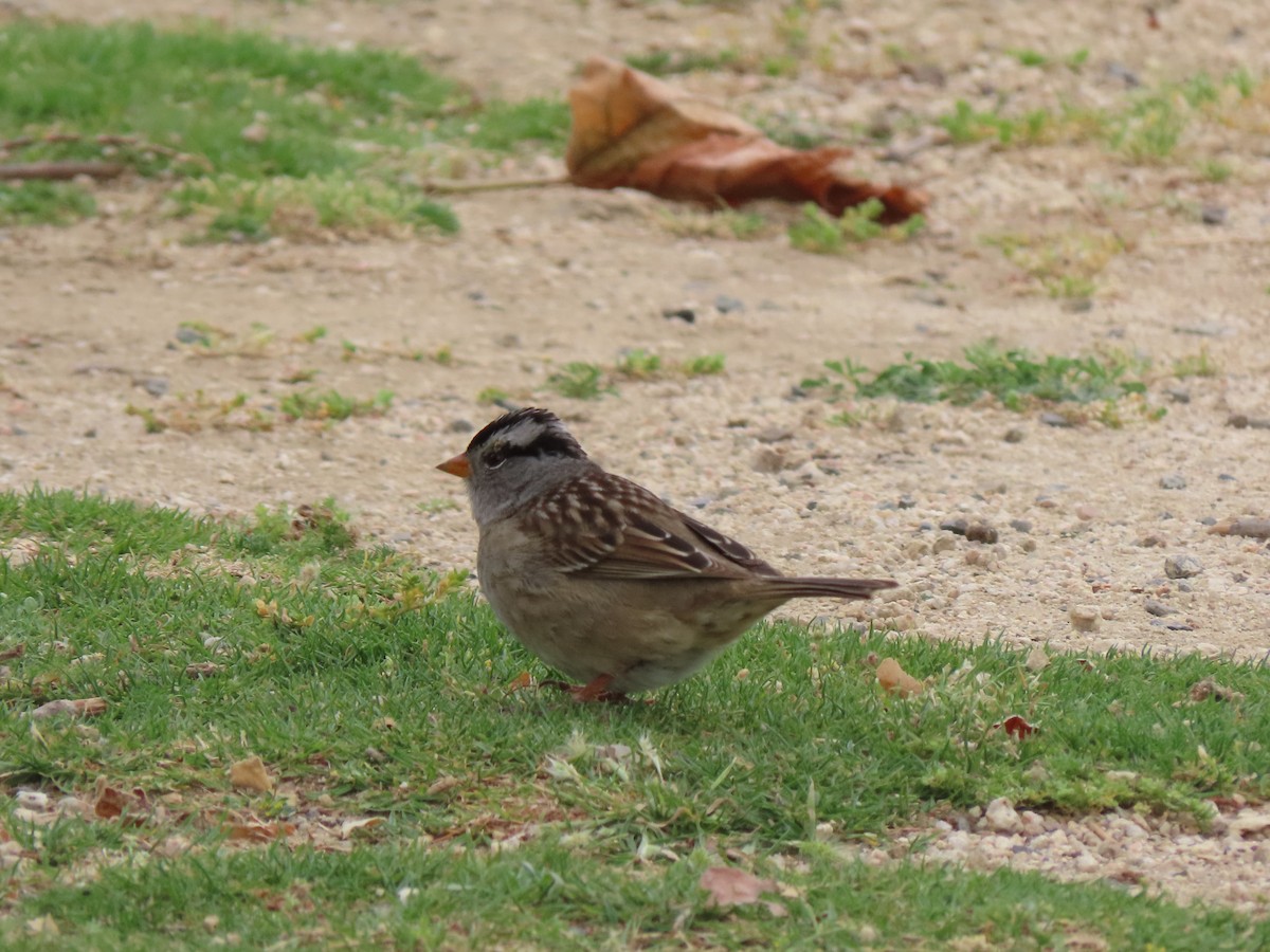 White-crowned Sparrow - Edana Salisbury