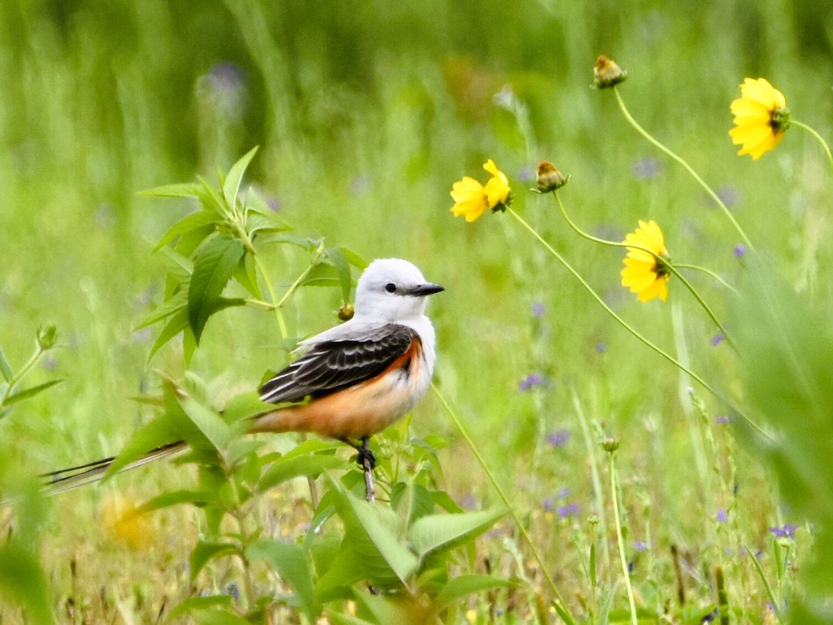 Scissor-tailed Flycatcher - Jason C. Martin