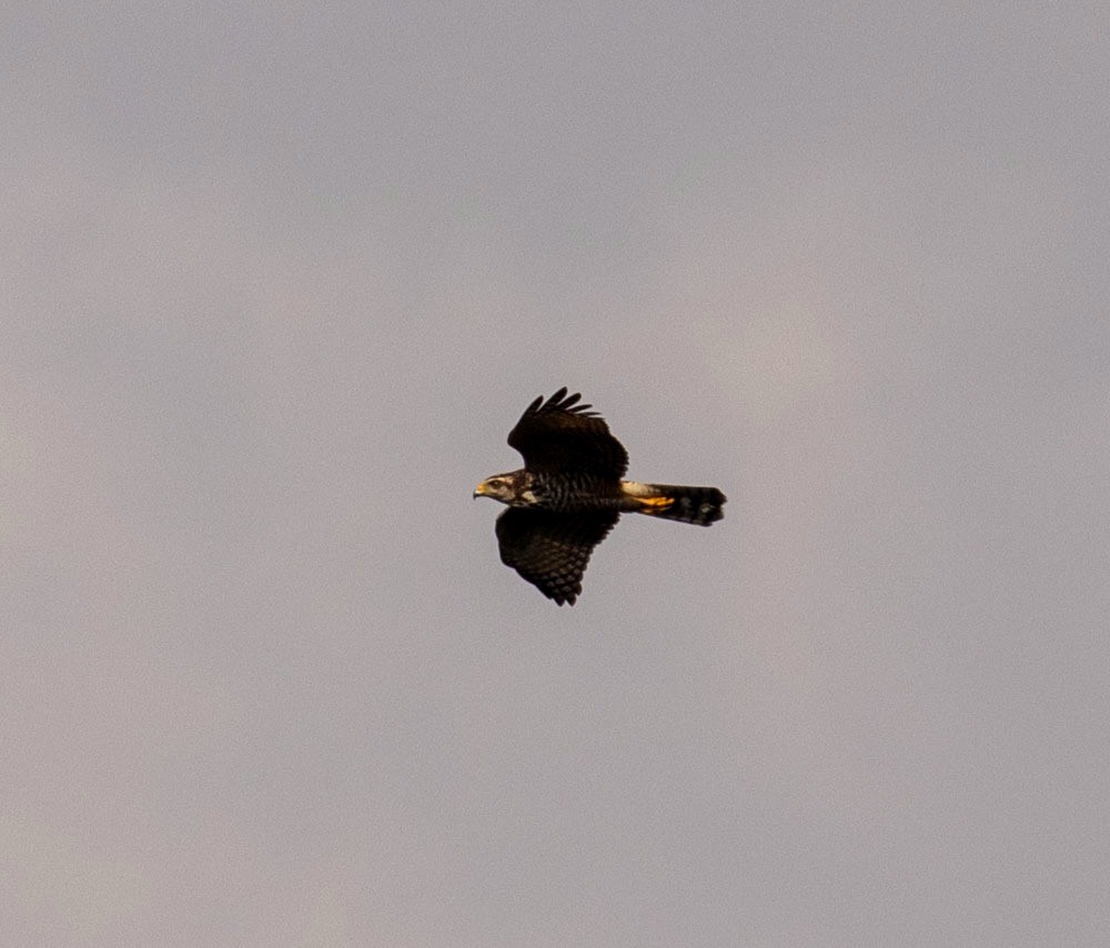 Roadside Hawk - Miguel Angelo Biz