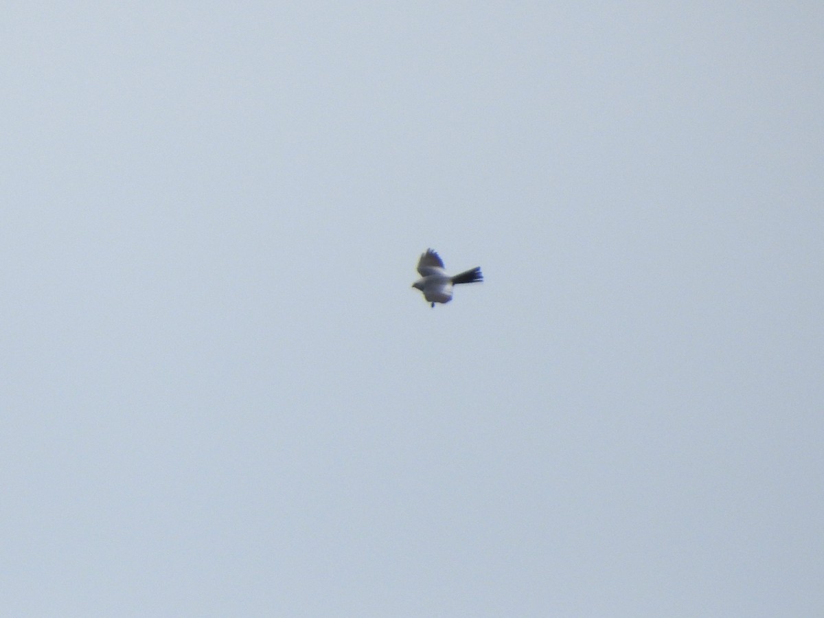 Mississippi Kite - Daniel Jonas