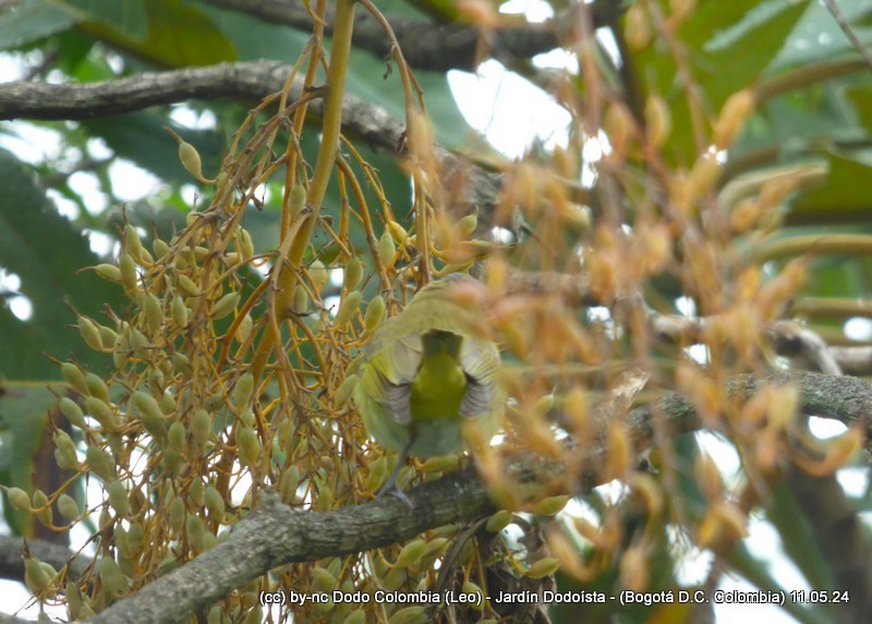 Vireo Verdiamarillo - ML619054172