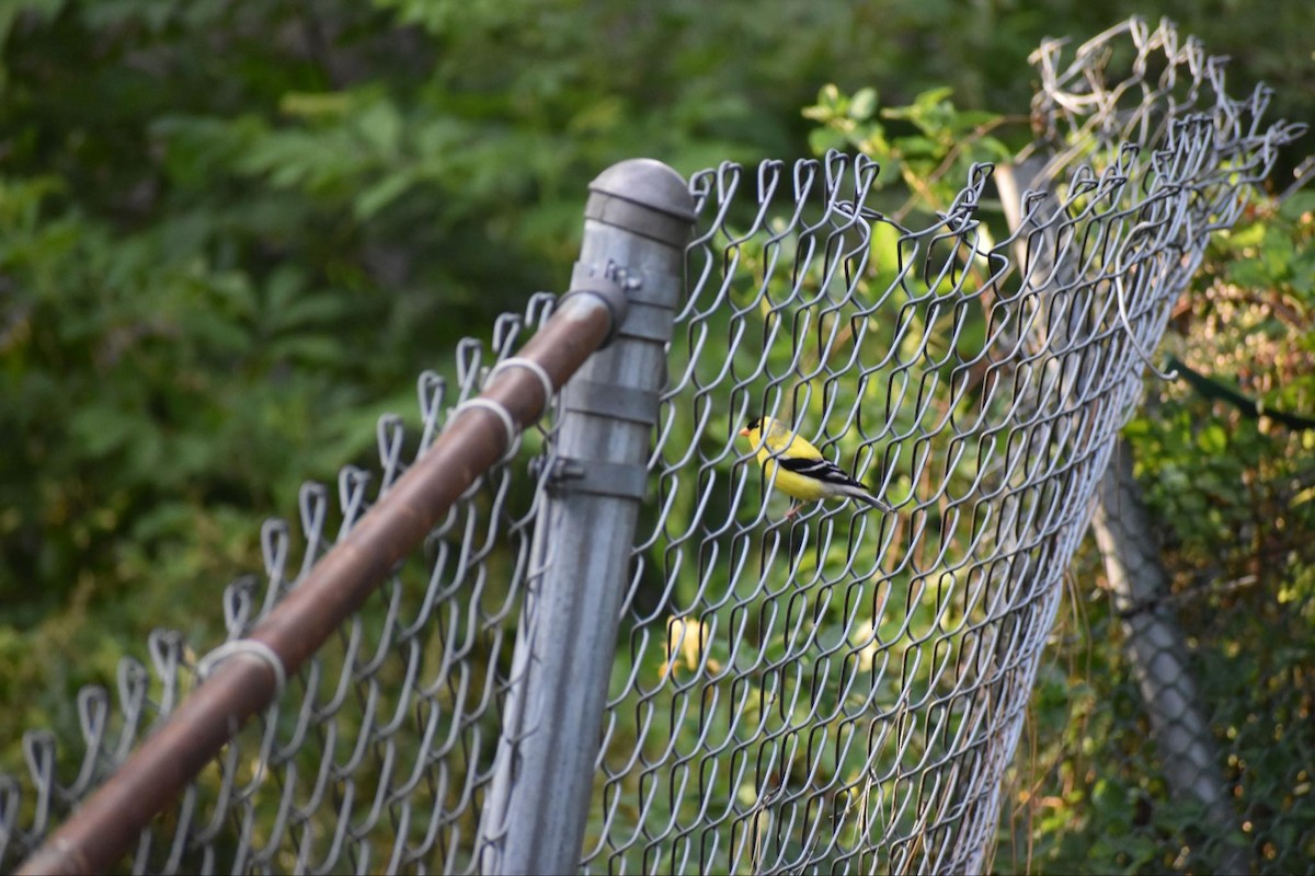 American Goldfinch - Andrew Brady