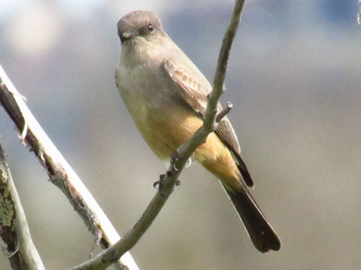 Say's Phoebe - ML619054176