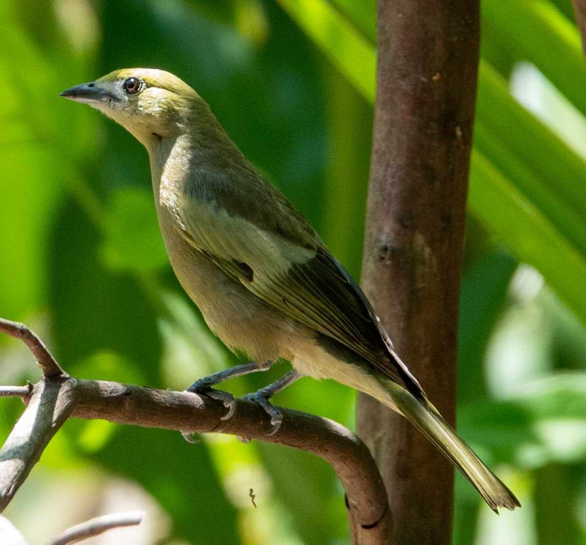 Palm Tanager - ML619054178