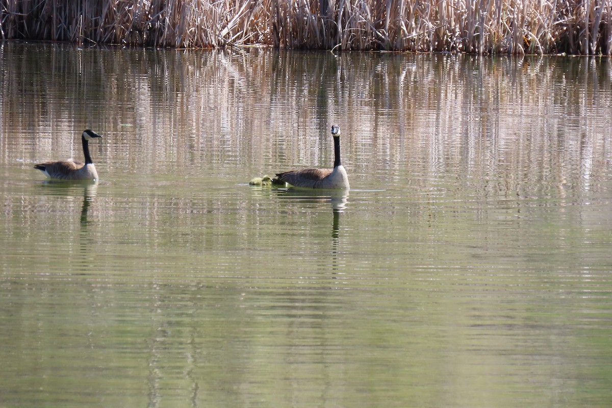 Canada Goose - Terri Allender