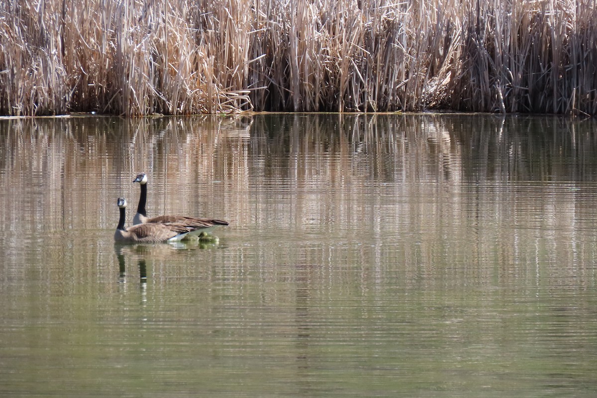 Canada Goose - Terri Allender