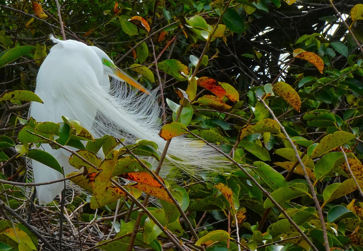 Great Egret - ami horowitz