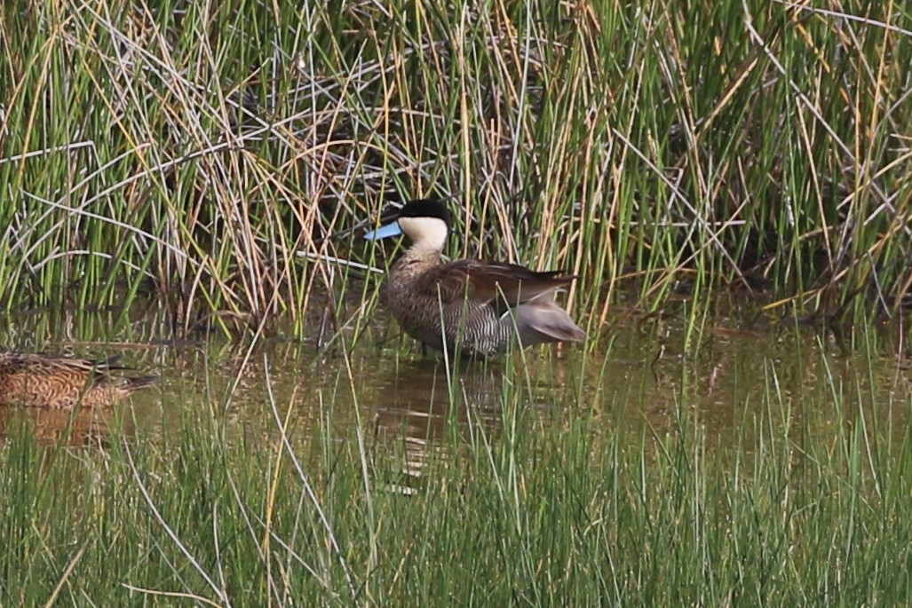 Puna Teal - ML619054188