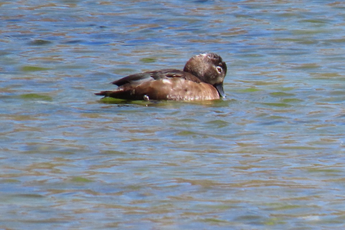 Ring-necked Duck - Terri Allender