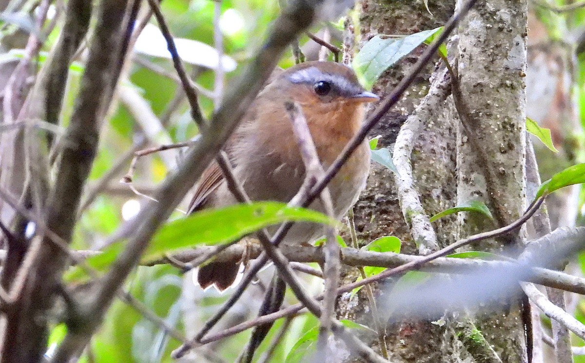 Rufous Gnateater - Miguel Angelo Biz