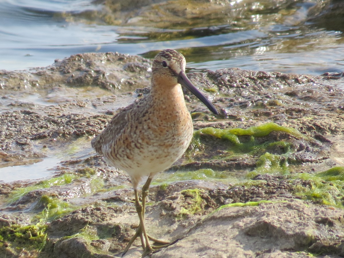 Short-billed Dowitcher - ML619054248