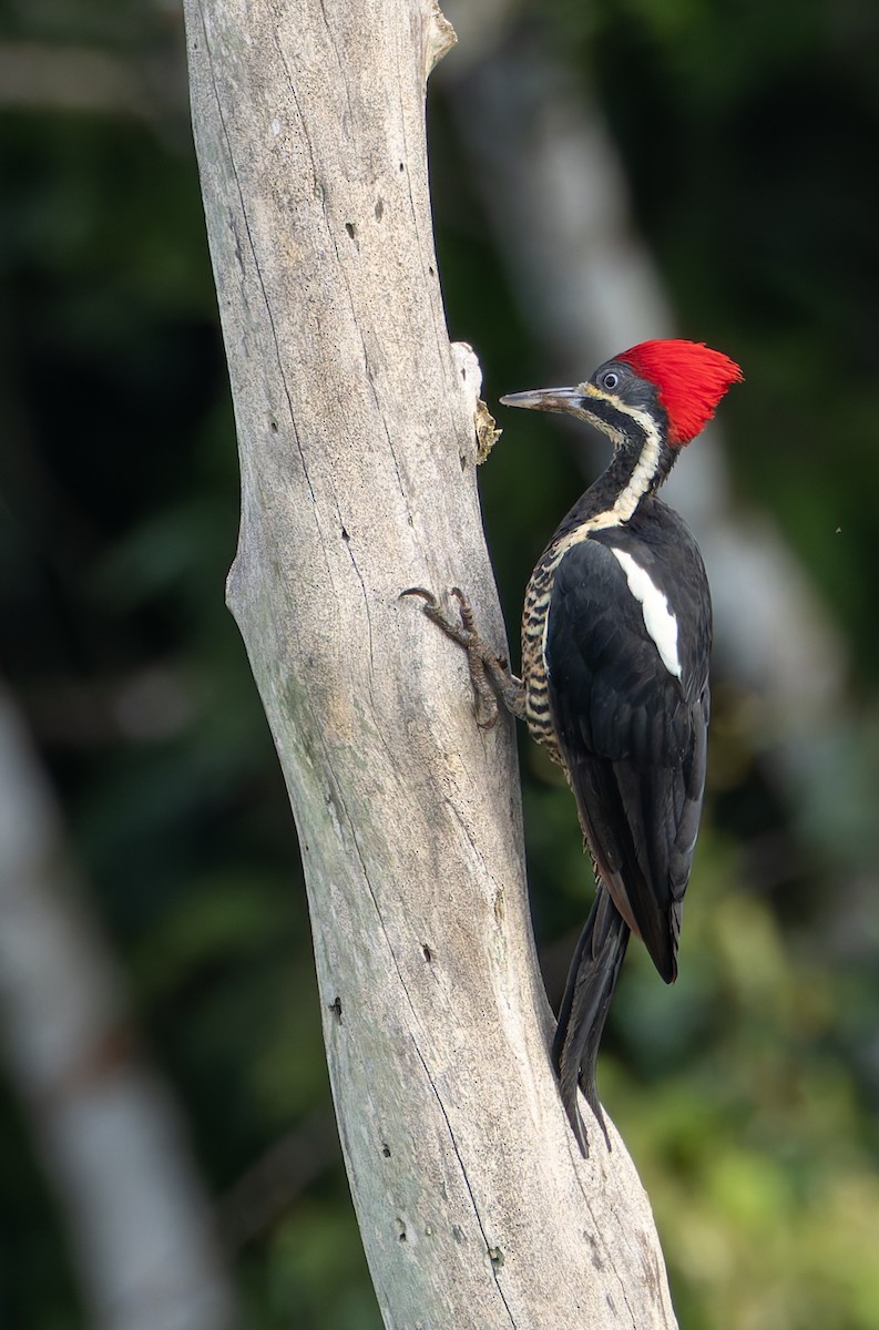 Lineated Woodpecker - Joe Aliperti