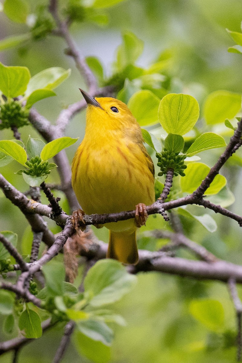 Yellow Warbler - Luc Girard