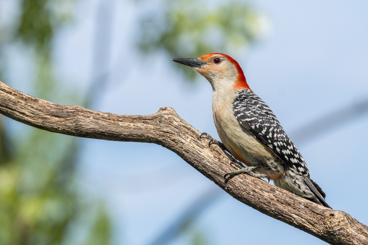 Red-bellied Woodpecker - Ric mcarthur