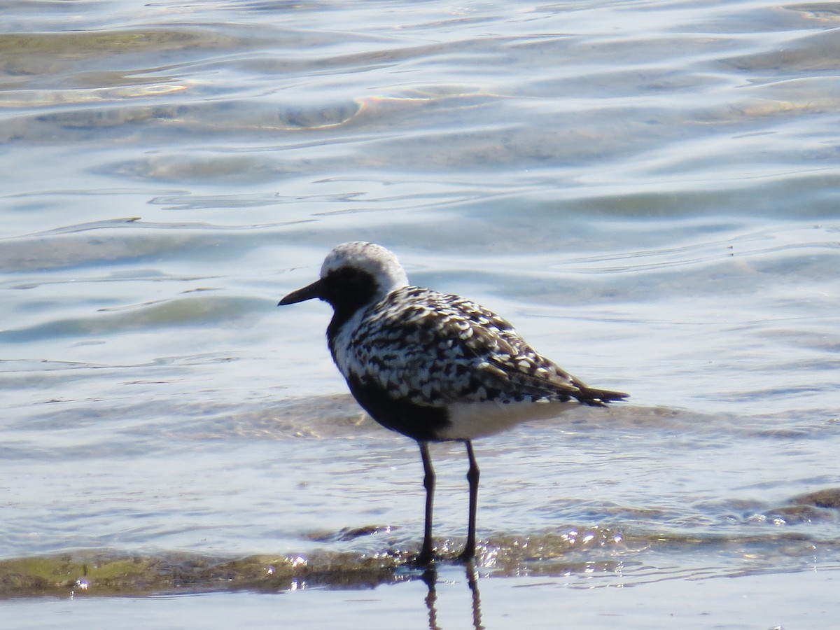 Black-bellied Plover - ML619054299