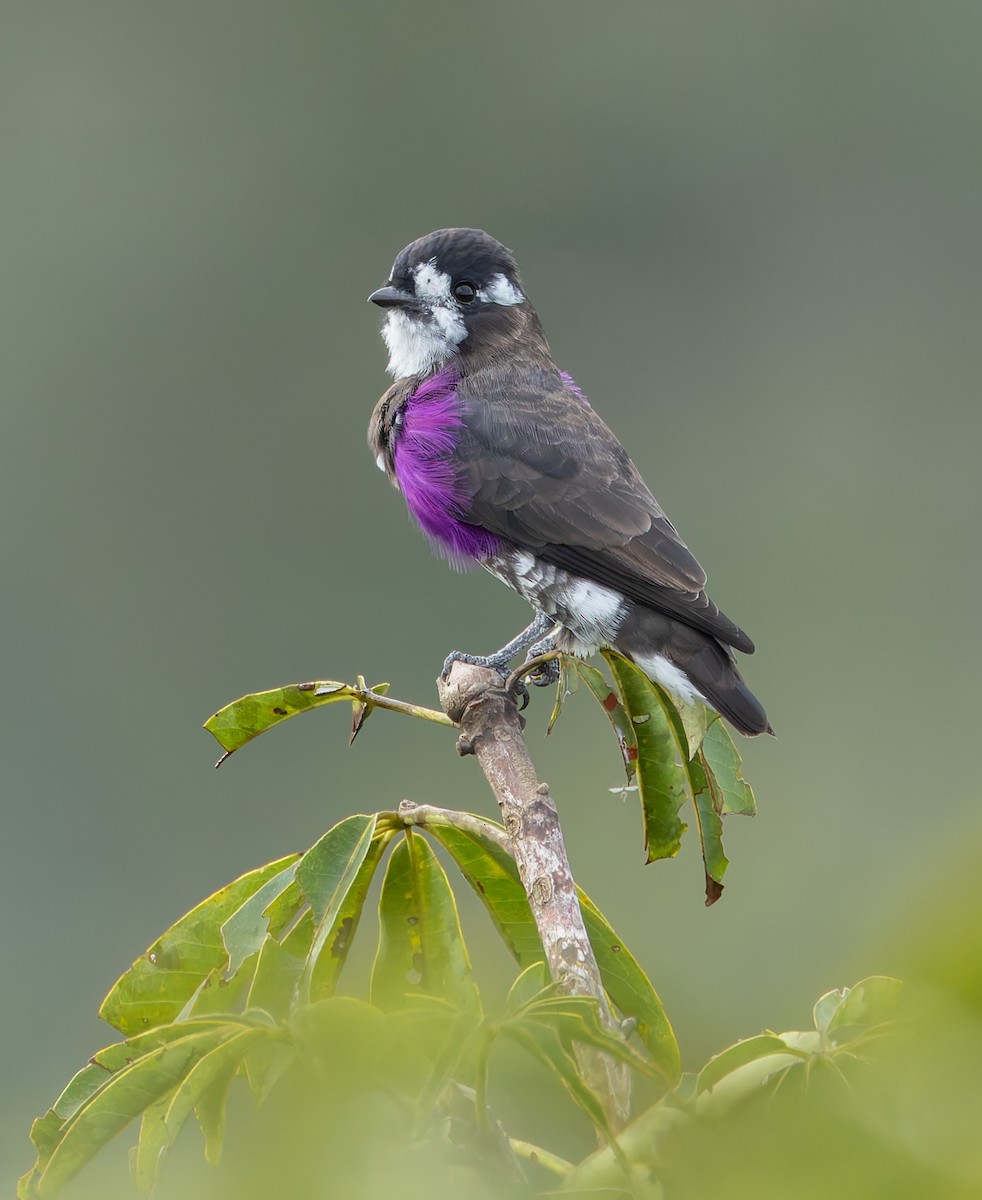 White-browed Purpletuft - ML619054301