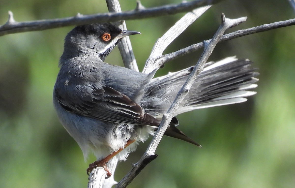 Rüppell's Warbler - ML619054317