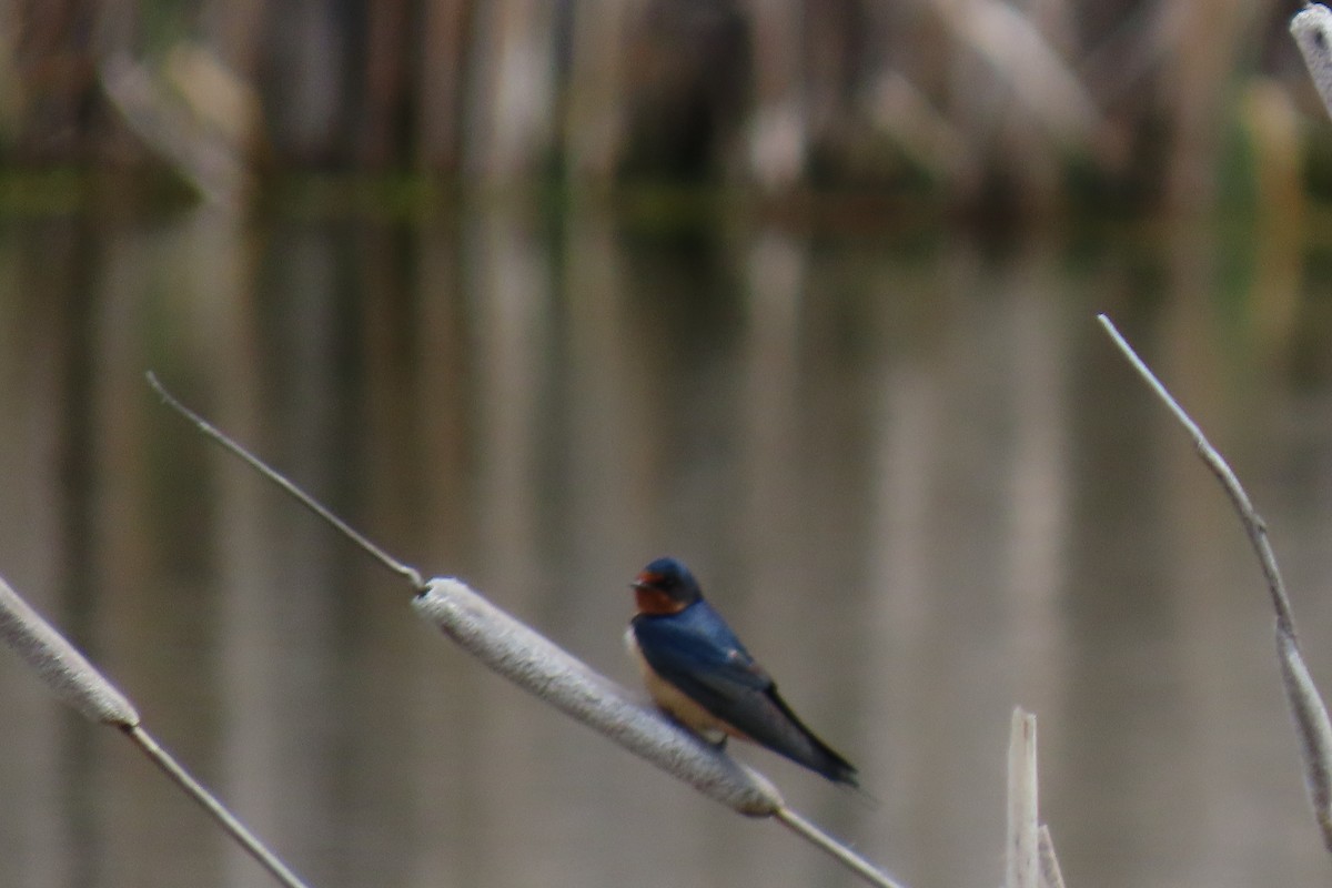 Barn Swallow - Terri Allender