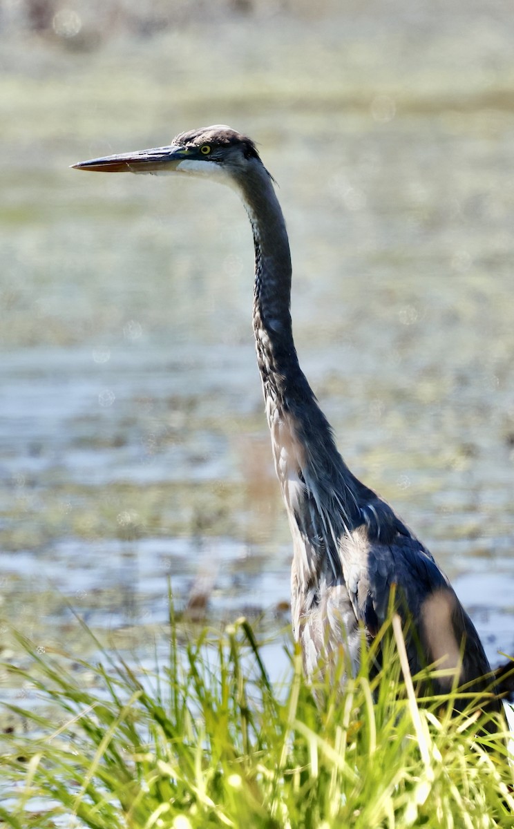 Great Blue Heron - ML619054392