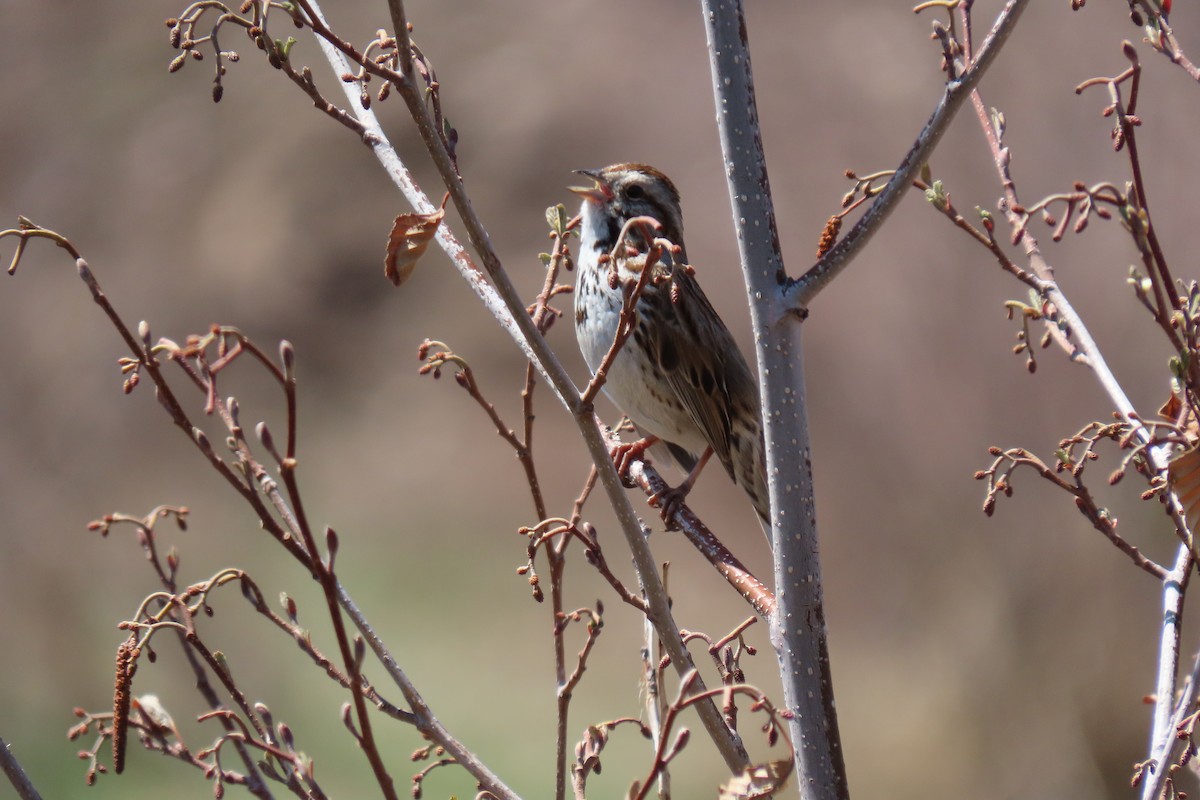 Song Sparrow - Terri Allender