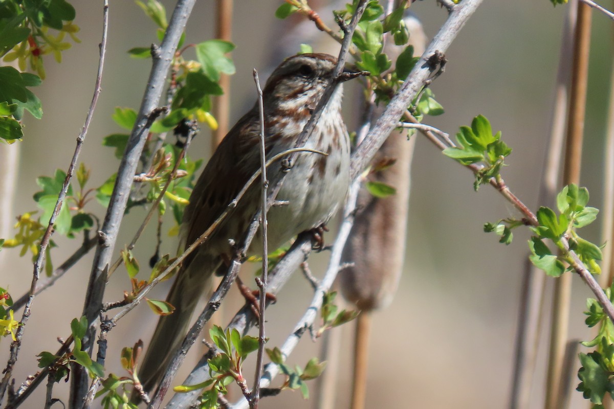 Song Sparrow - ML619054401