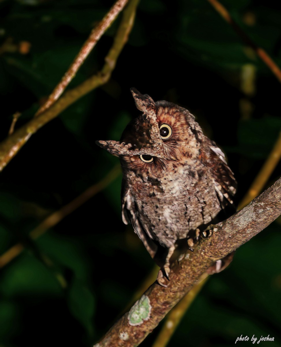 Mountain Scops-Owl - 致綱 崔