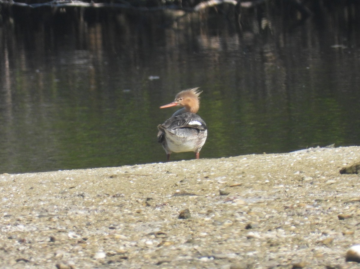 Red-breasted Merganser - ML619054435