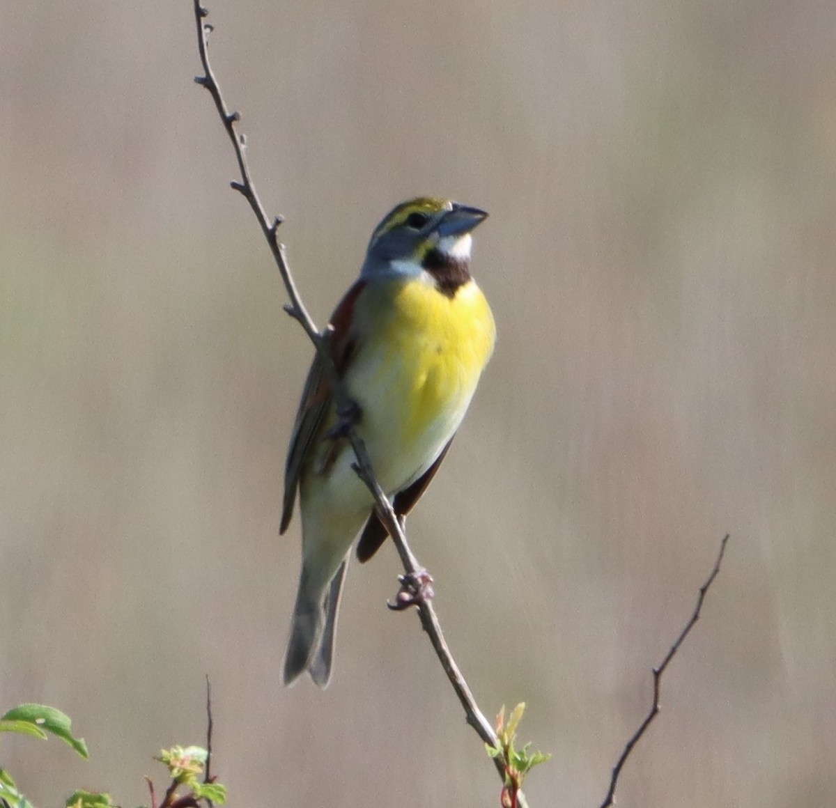 Dickcissel d'Amérique - ML619054445