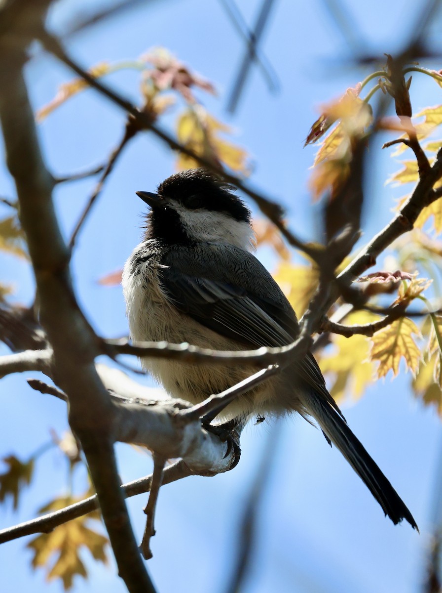 Black-capped Chickadee - ML619054456