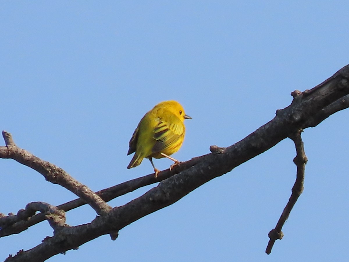 Yellow Warbler - Dick Zerger