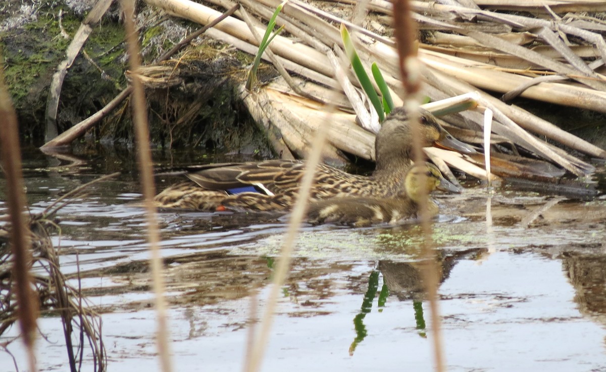 Canard colvert - ML619054465