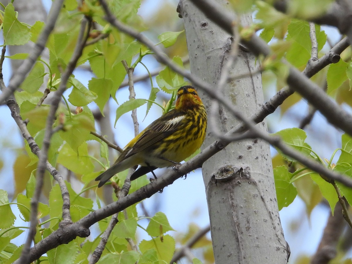 Cape May Warbler - ML619054481