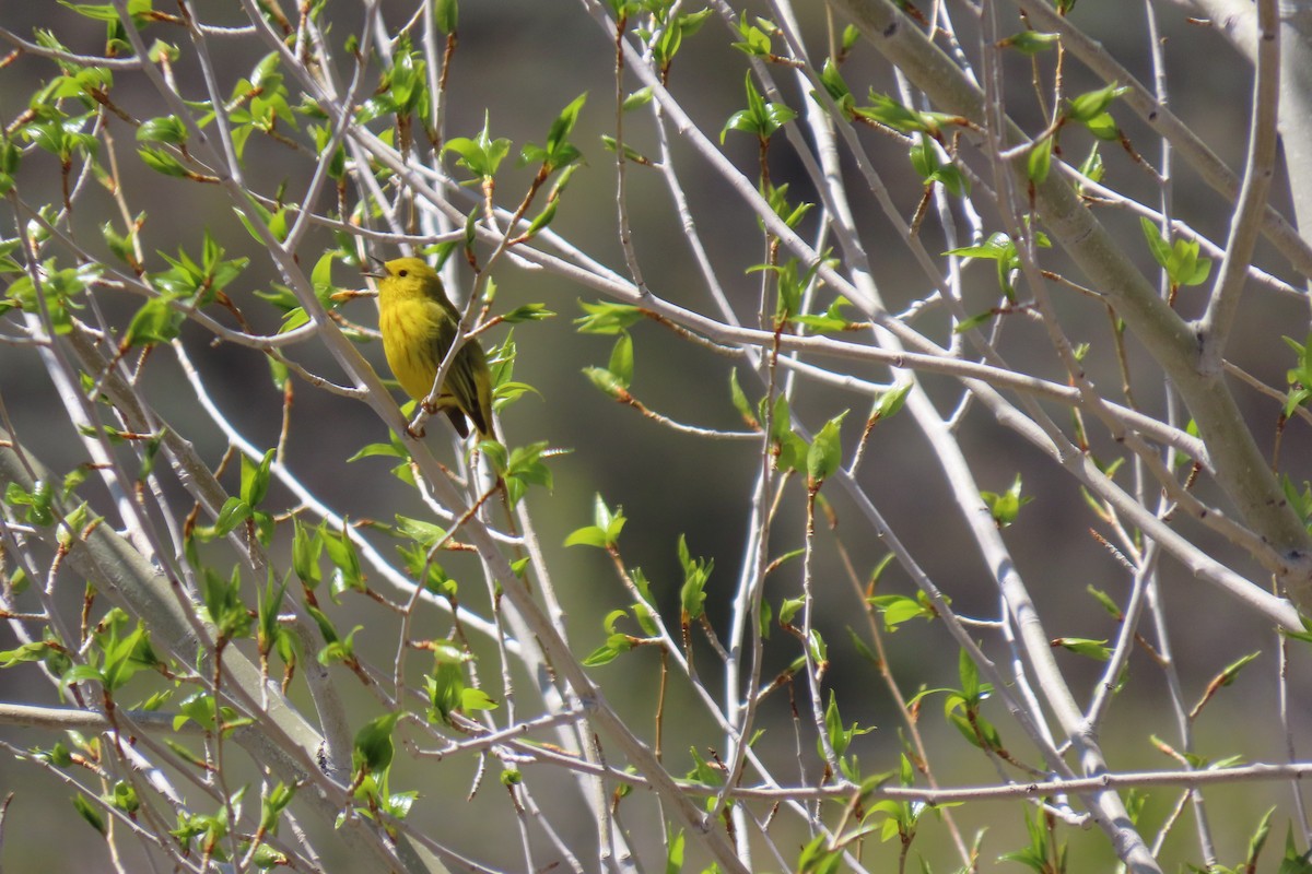 Yellow Warbler - Terri Allender