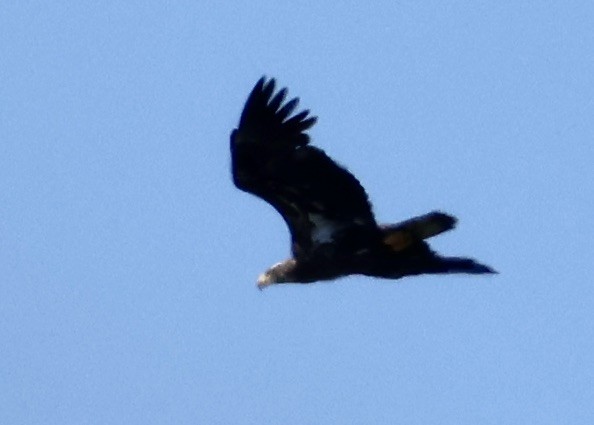 Bald Eagle - Lisa Goodwin