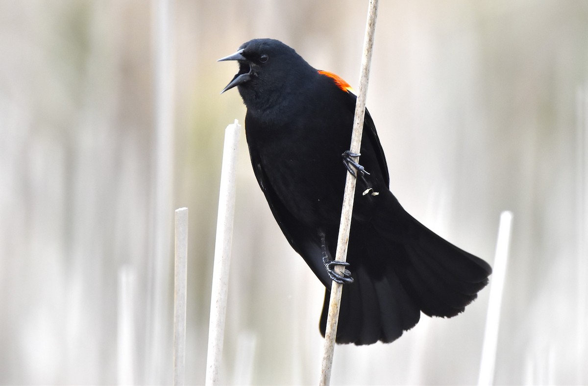 Red-winged Blackbird - John Pratt